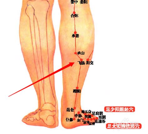 飛揚穴位置|醫砭 » 中華針灸 » 飛揚